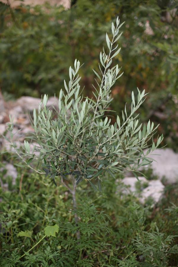Tribalj Apartmani Tri Bunje מראה חיצוני תמונה